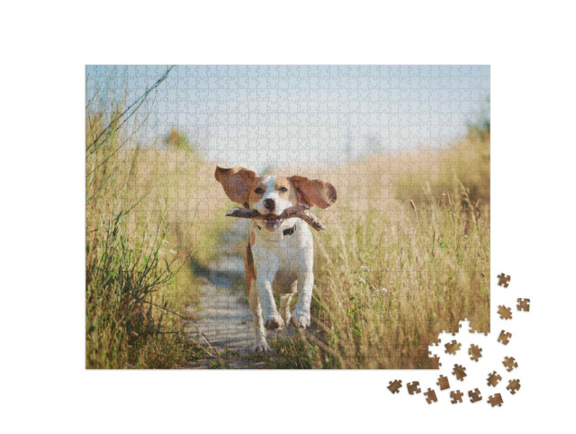 Puzzle de 1000 pièces « Un beagle avec un bâton »