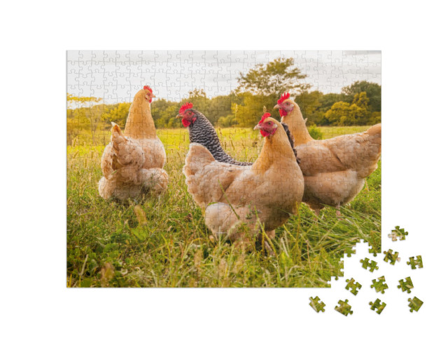Puzzle de 500 pièces « Poulets dans la prairie »