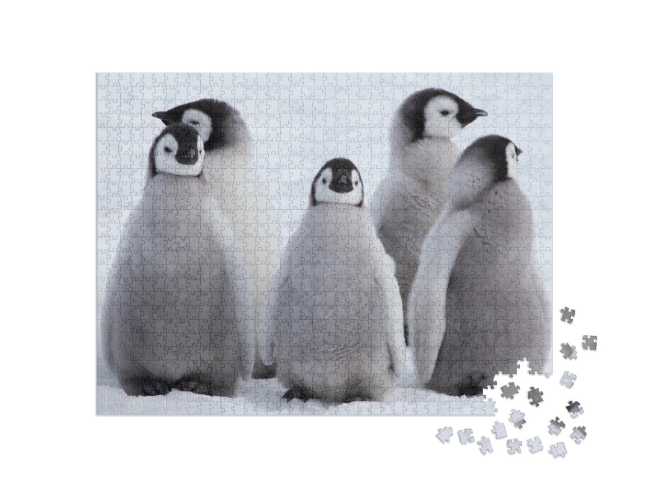 Puzzle de 1000 pièces « Poussins manchots empereurs en Antarctique »