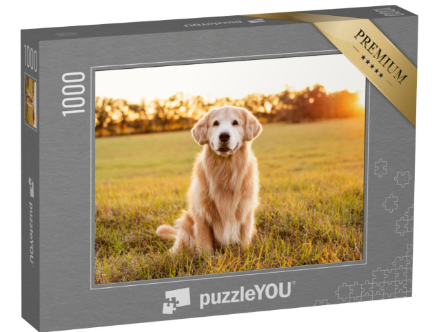 Puzzle de 1000 pièces « Golden Retriever dans une prairie au coucher du soleil »