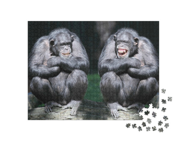 Puzzle de 1000 pièces « Deux chimpanzés en gros plan »