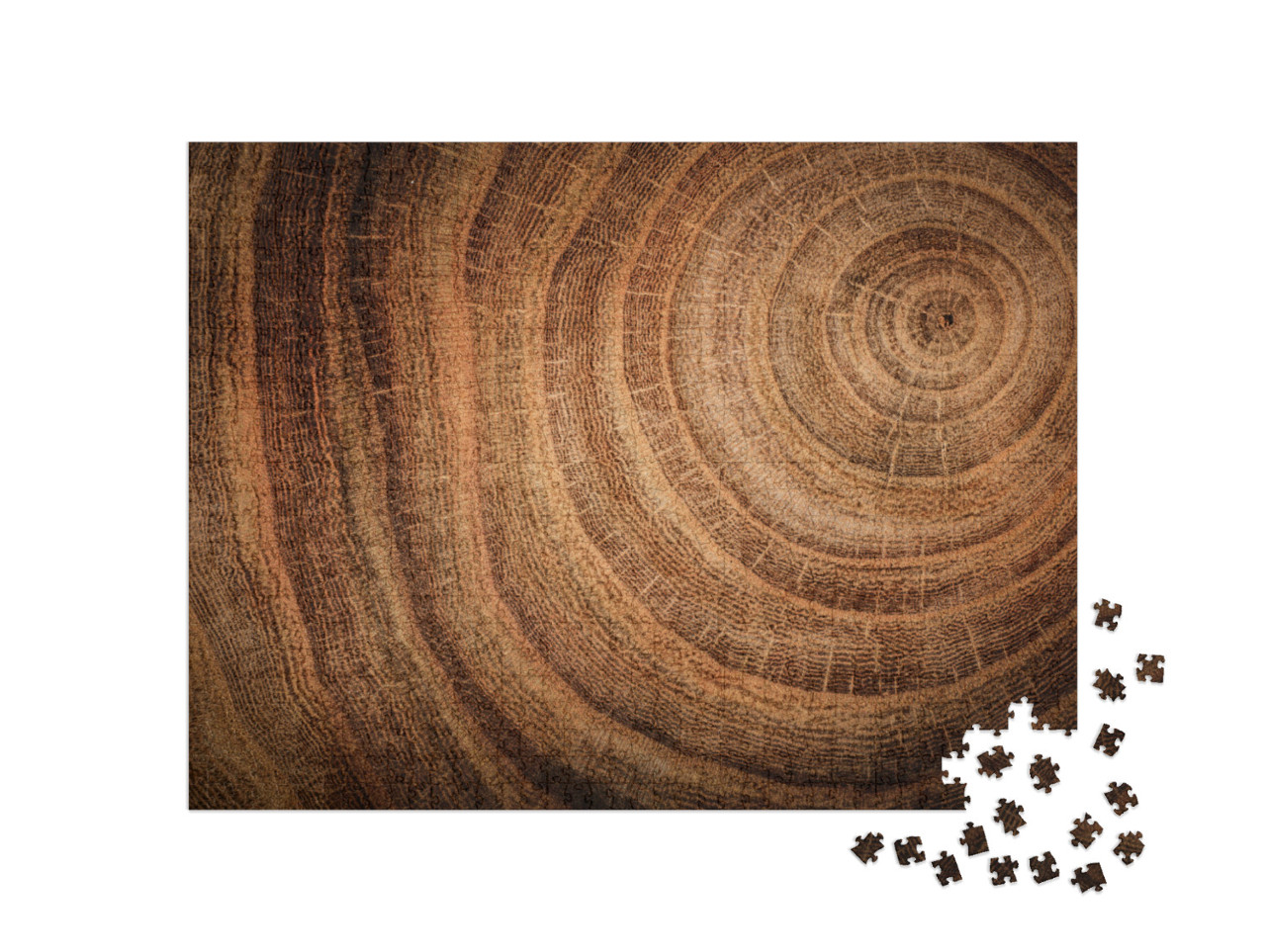 Puzzle de 1000 pièces « Souche d'un chêne abattu avec tronc et cernes annuels »