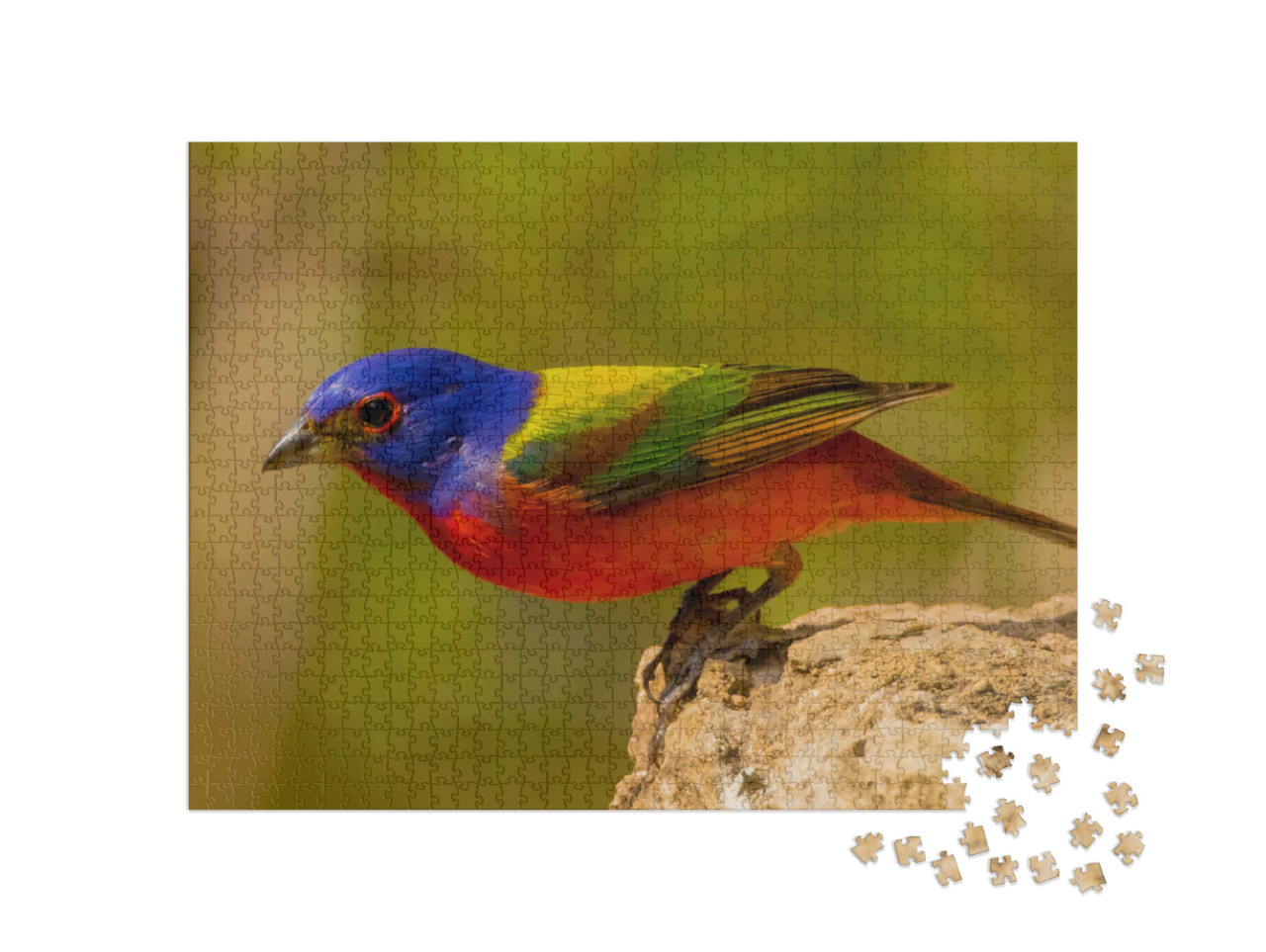 Puzzle de 1000 pièces « Le bruant des roseaux, le plus bel oiseau chanteur d'Amérique »