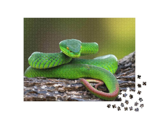 Puzzle de 1000 pièces « Trimisurus albolabris, serpent vert sur branche »