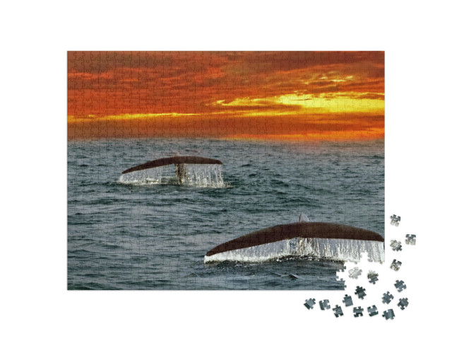 Puzzle de 1000 pièces « Ailerons de baleines bleues dans l'océan Indien, Sri Lanka »
