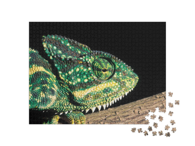 Puzzle de 1000 pièces « Caméléon indien, Inde »