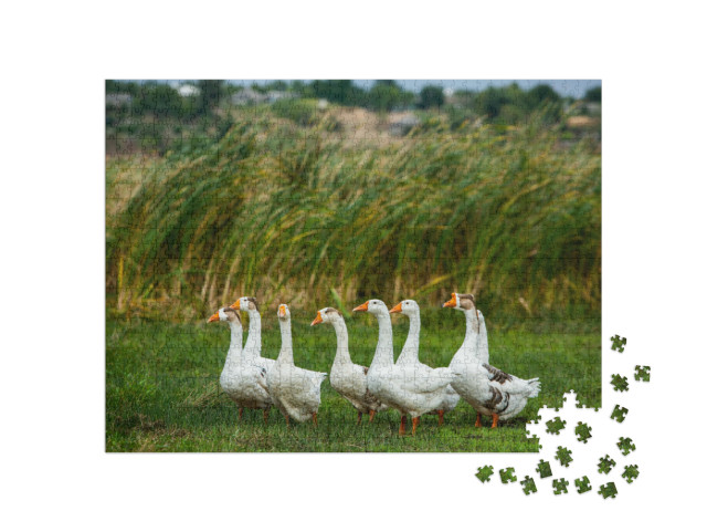 Puzzle de 1000 pièces « Oies blanches en promenade »