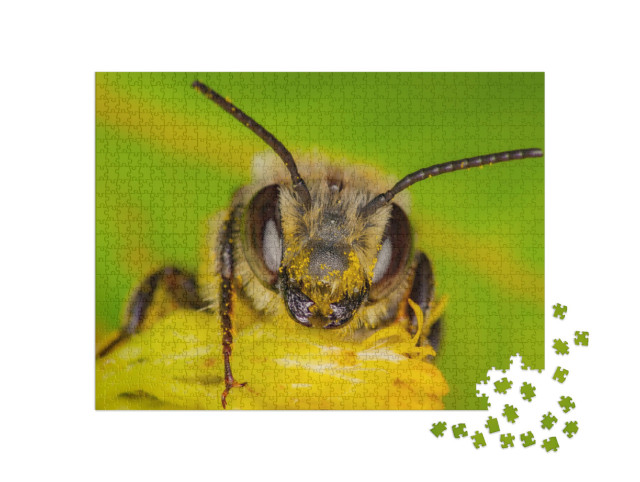 Puzzle de 1000 pièces « Une abeille sauvage récolte du pollen, Québec, Canada »