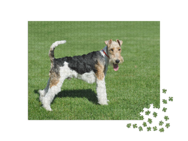 Puzzle de 1000 pièces « Fox-terrier à poil dur »