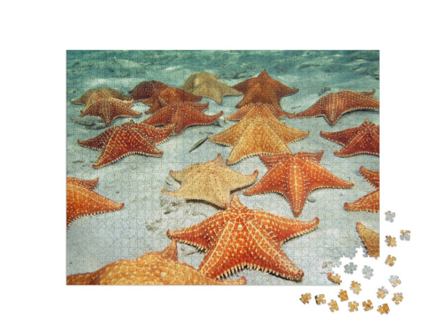 Puzzle de 1000 pièces « Des étoiles de mer sur le fond sableux de la mer »