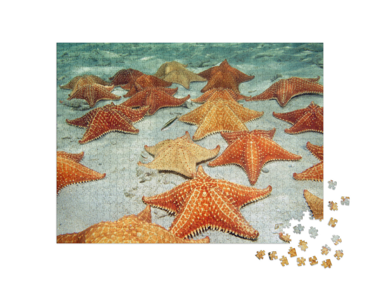 Puzzle de 1000 pièces « Des étoiles de mer sur le fond sableux de la mer »