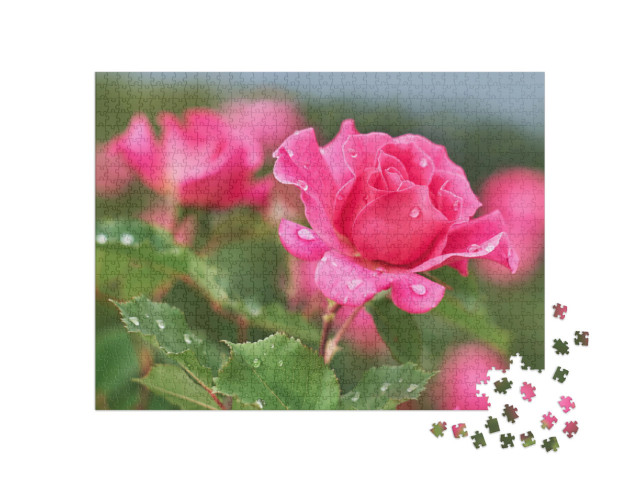 Puzzle de 1000 pièces « Rose rose avec gouttes de pluie »