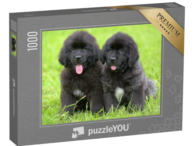 Puzzle de 1000 pièces « Deux petits chiots Terre-Neuve noirs »