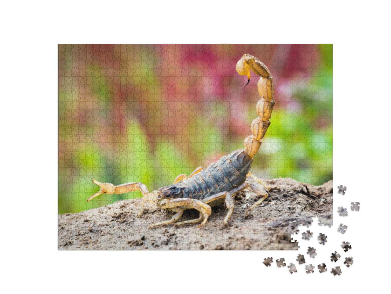 Puzzle de 1000 pièces « Scorpion en position d'attaque »