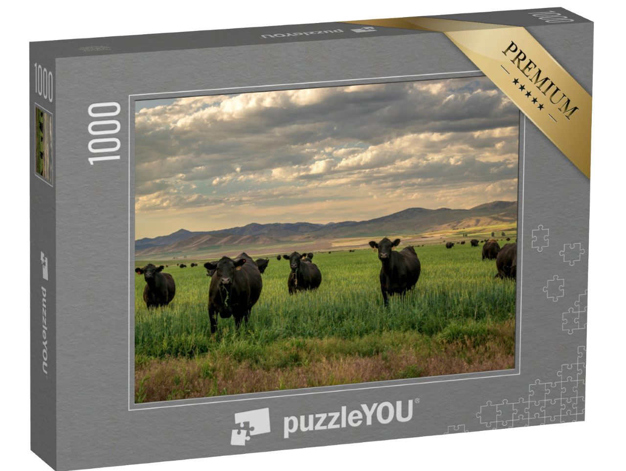 Puzzle de 1000 pièces « Troupeau de bovins Black Angus dans un champ d'herbe »