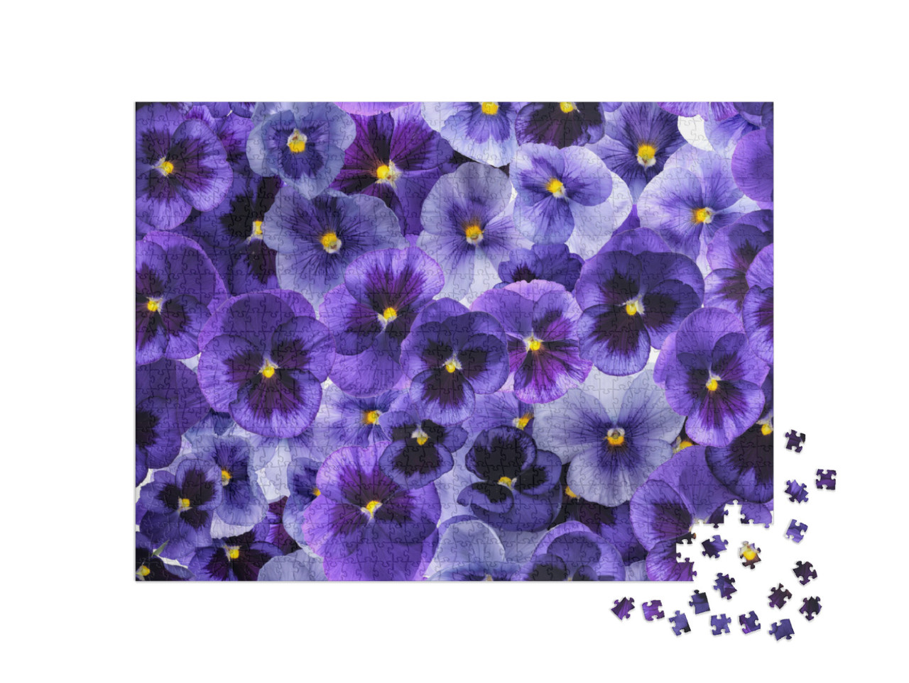 Puzzle de 1000 pièces « Fleurs de violette fraîches et violettes »