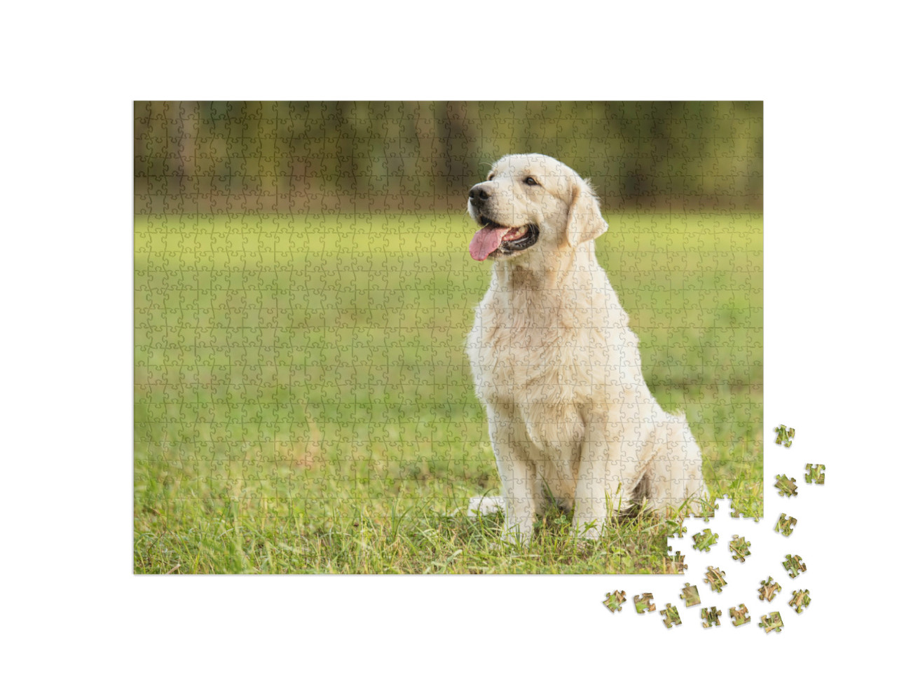 Puzzle de 1000 pièces « Golden Retriever dans le parc »