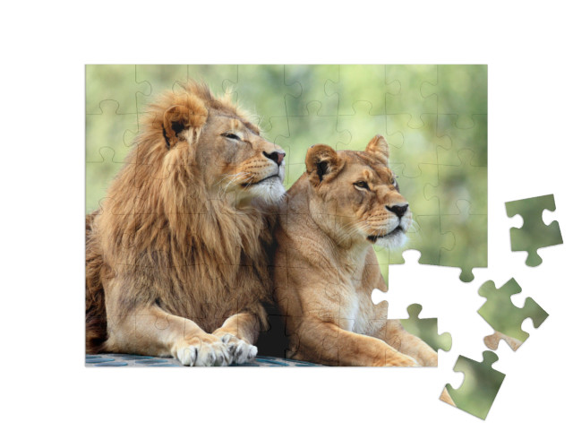Puzzle de 48 pièces « Lion mâle et lion femelle »