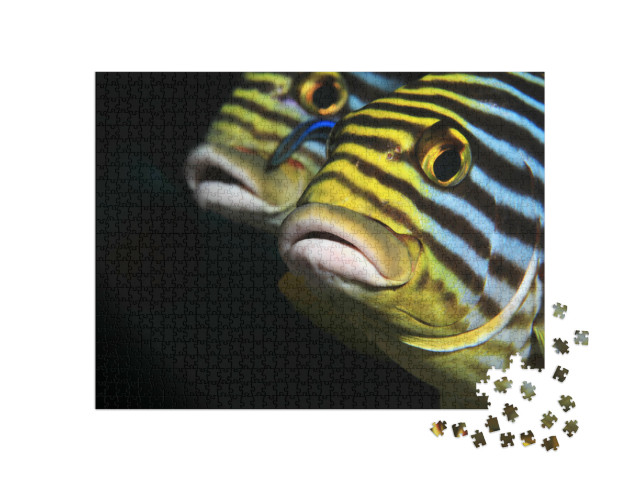 Puzzle de 1000 pièces « Poisson oriental à lèvres douces, Maldives »
