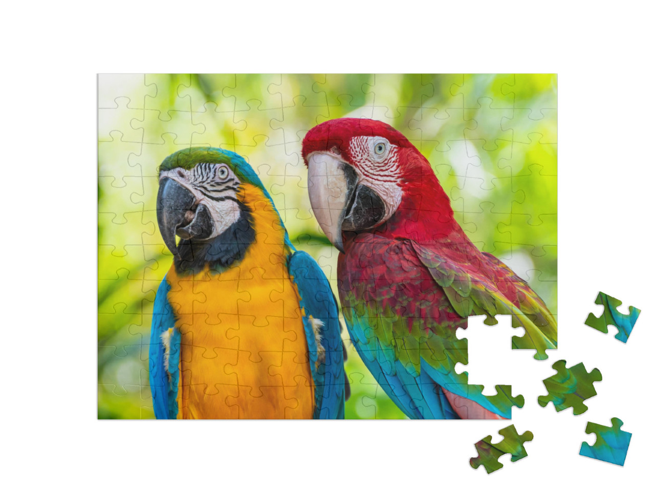 Puzzle de 100 pièces « perroquet, aras »