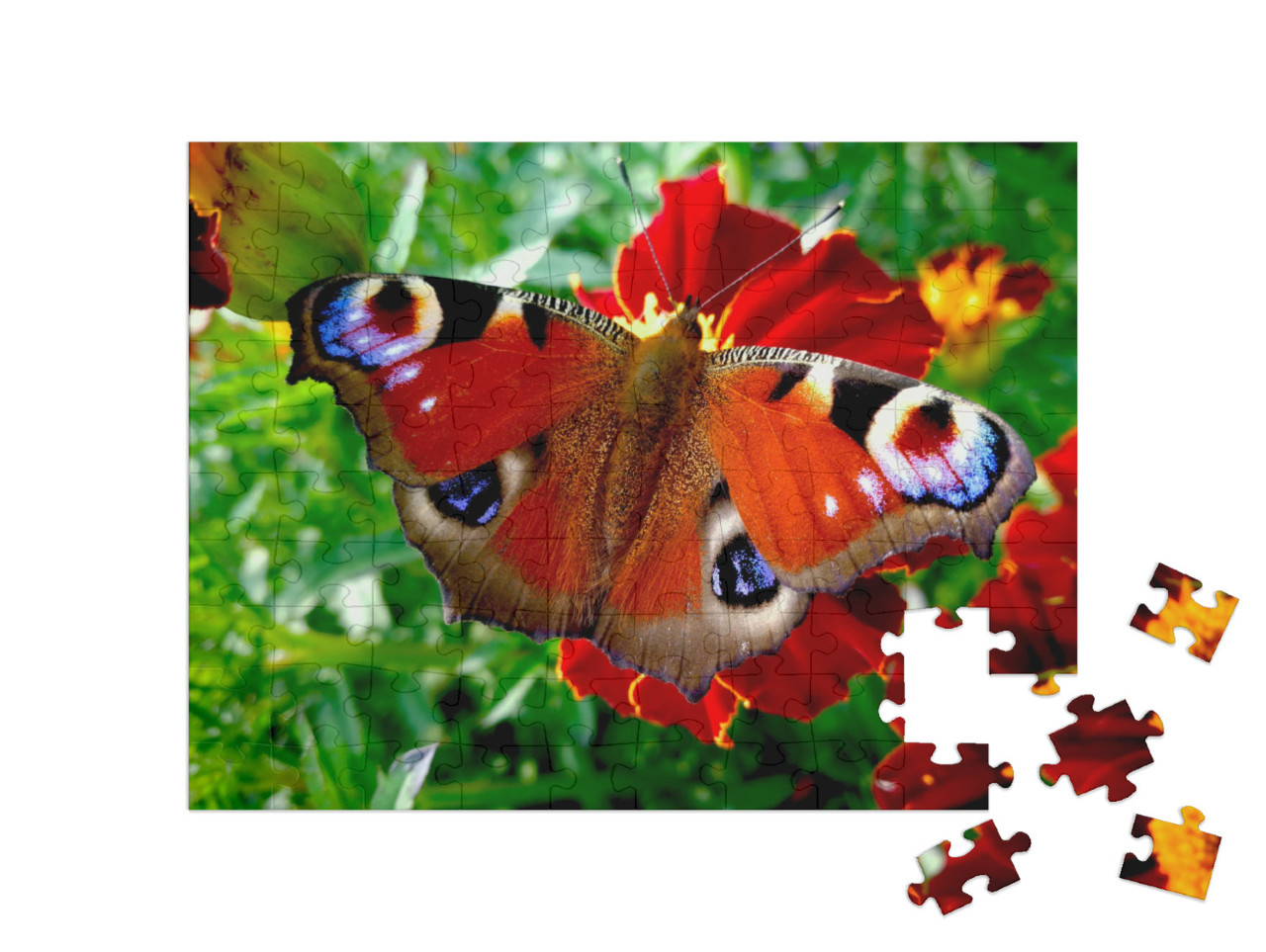 Puzzle de 100 pièces « Paon du jour sur une fleur rouge »