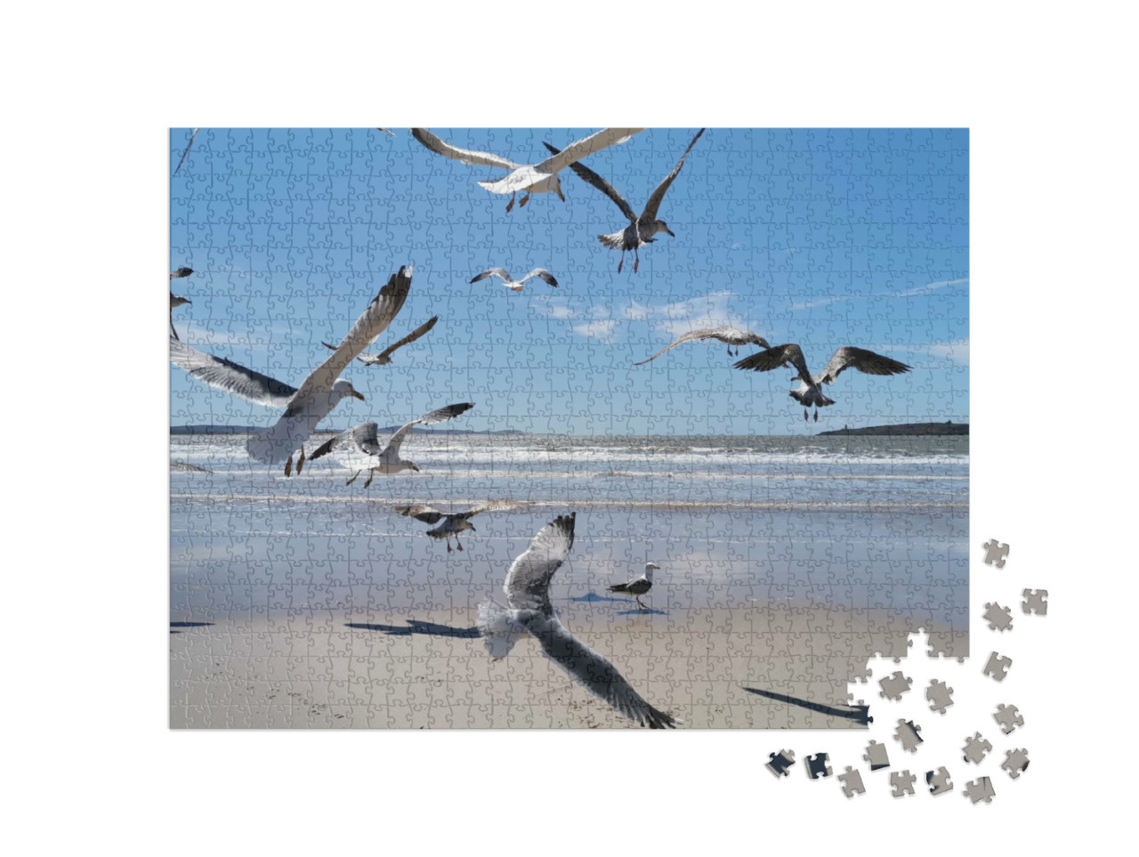 Puzzle de 1000 pièces « Mouettes sur la mer du Maroc »