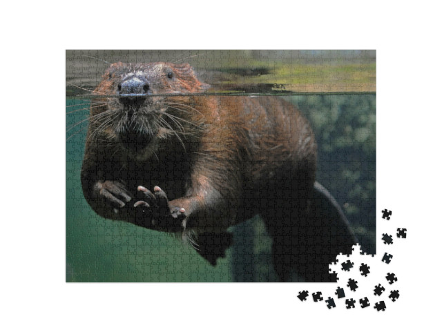 Puzzle de 1000 pièces « Un castor dans l'eau »