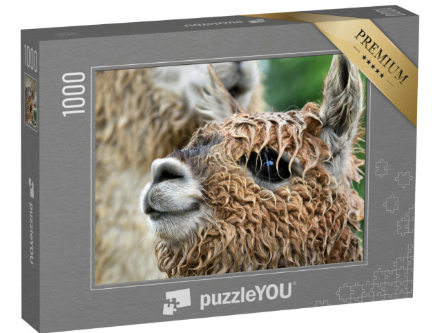 Puzzle de 1000 pièces « Gros plan sur un alpaga »