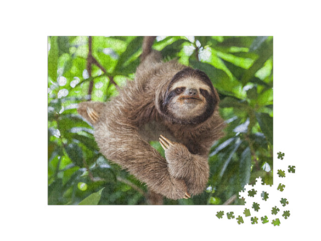 Puzzle de 1000 pièces « Paresseux, la tête dans un arbre »