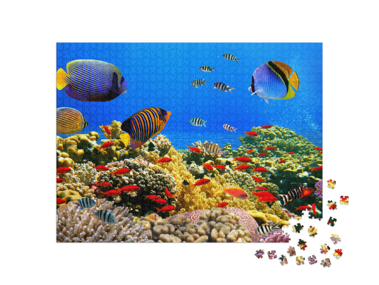 Puzzle de 1000 pièces « Colonie de coraux sur un récif de la mer Rouge »