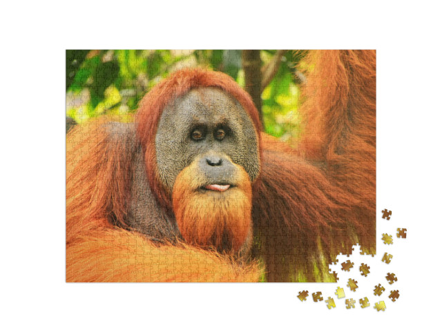 Puzzle de 1000 pièces « Portrait d'un orang-outan de Sumatra mâle »