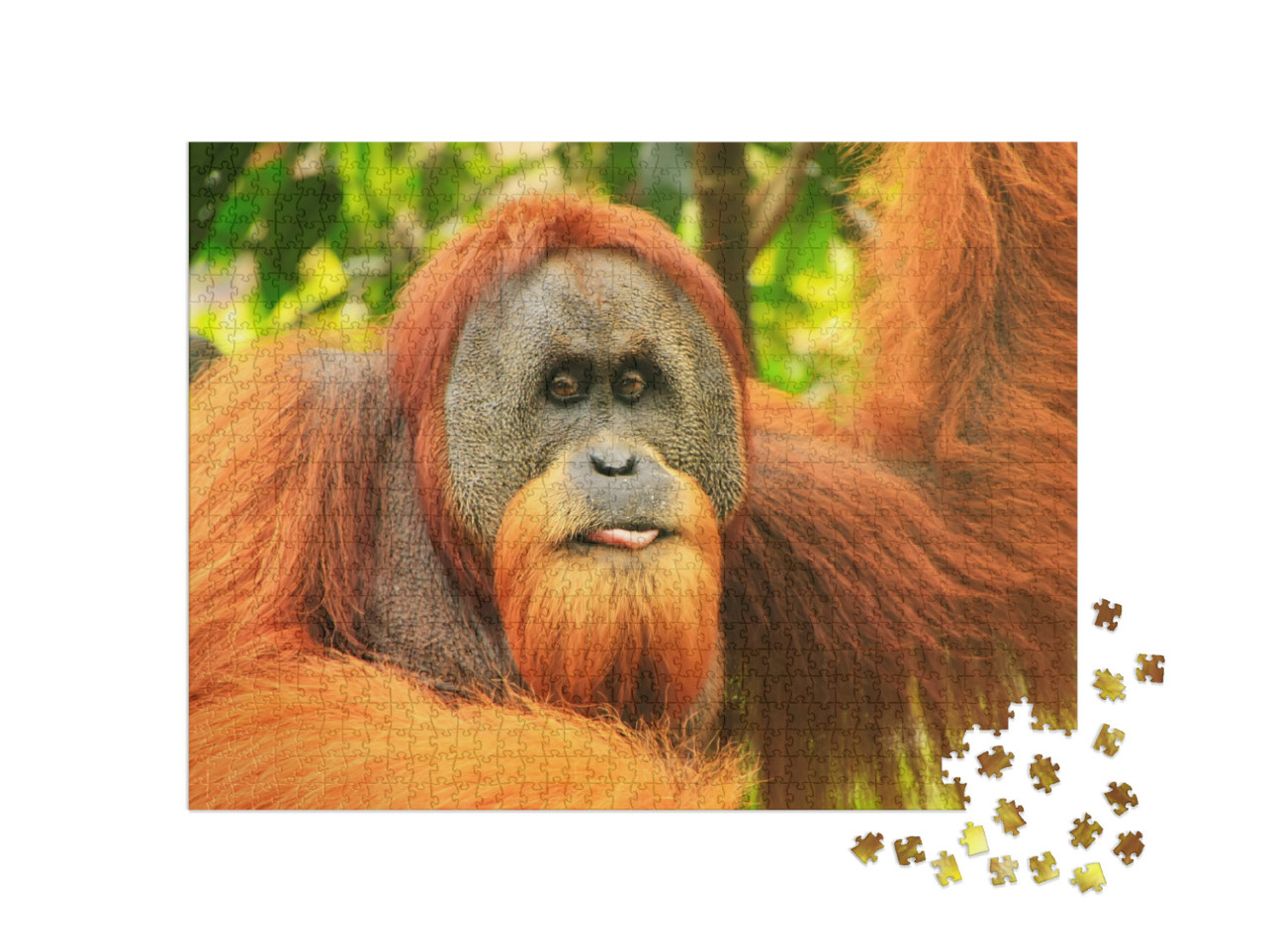 Puzzle de 1000 pièces « Portrait d'un orang-outan de Sumatra mâle »