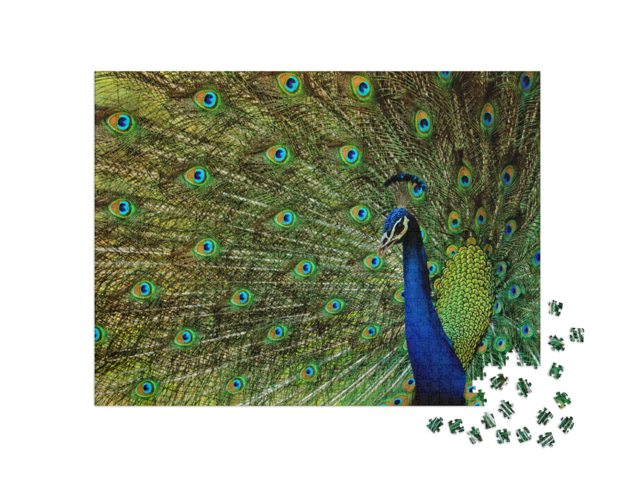 Puzzle de 1000 pièces « Un beau paon oiseau »