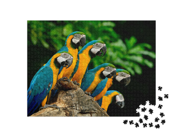 Puzzle de 1000 pièces « Beaucoup d'aras bleu-jaune ou bleu-or sur un tronc d'arbre »