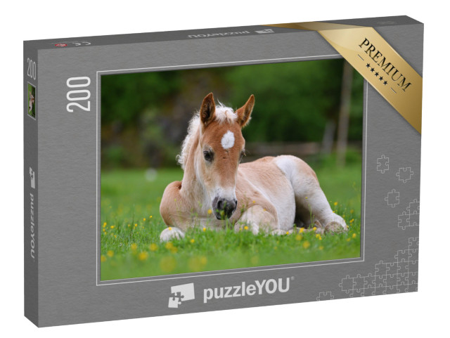 Puzzle de 200 pièces « Magnifique poulain dans l'herbe »