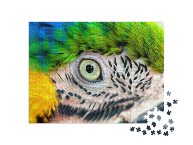 Puzzle de 1000 pièces « Détail : œil de perroquet »