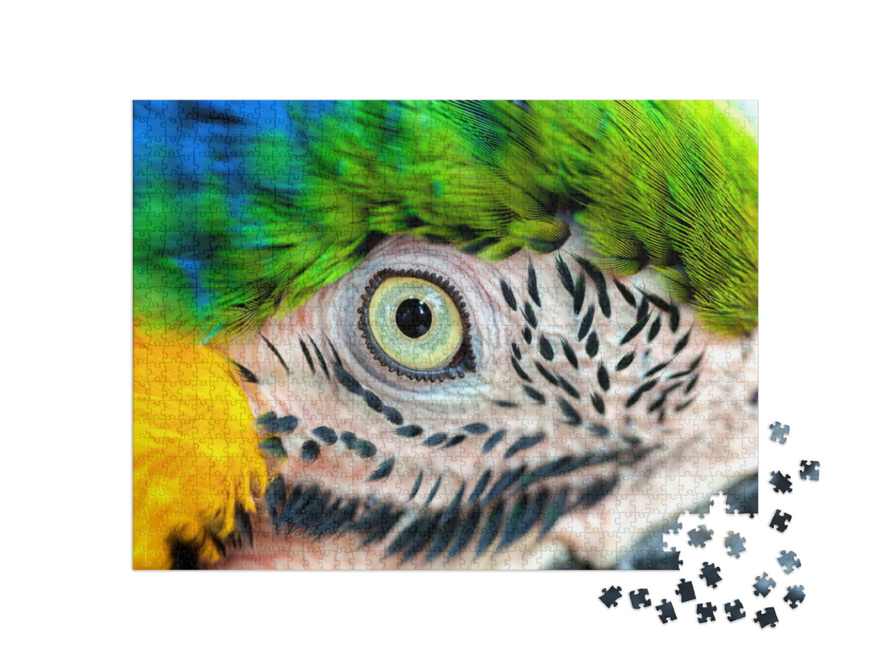 Puzzle de 1000 pièces « Détail : œil de perroquet »