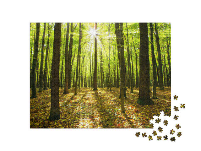Puzzle de 1000 pièces « Forêt d'automne avec des arbres et la lumière du soleil »