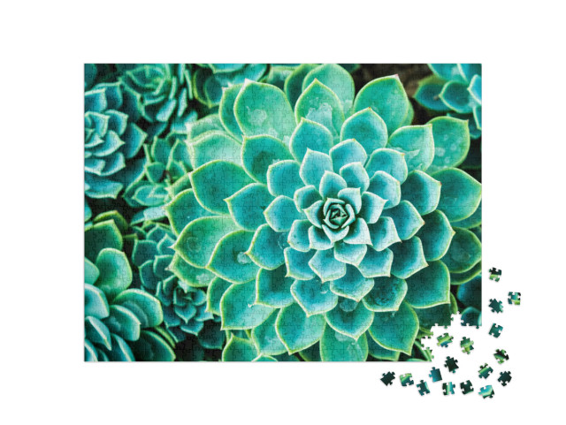 Puzzle de 1000 pièces « Cactus au Queen Sirikit Botanic Garden, Chiangmai, Thaïlande »