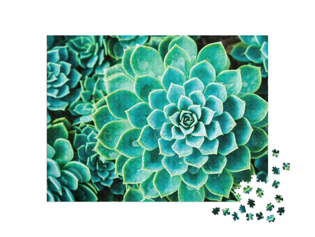 Puzzle de 1000 pièces « Cactus au Queen Sirikit Botanic Garden, Chiangmai, Thaïlande »