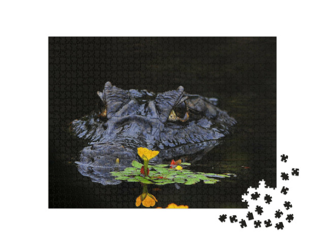 Puzzle de 1000 pièces « Les caïmans sont des crocodiles »