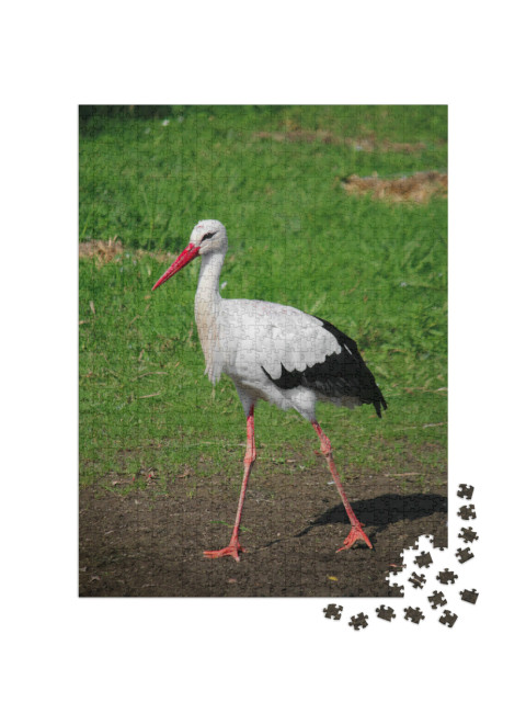 Puzzle de 1000 pièces « Une petite cigogne se pavane dans le jardin »