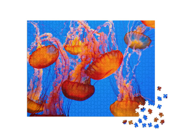 Puzzle de 1000 pièces « Spectaculaires méduses orange »