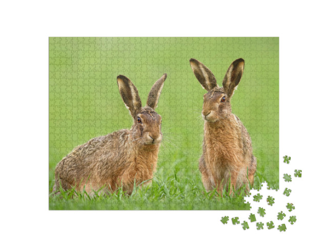Puzzle de 1000 pièces « Deux lièvres dans une prairie au printemps »