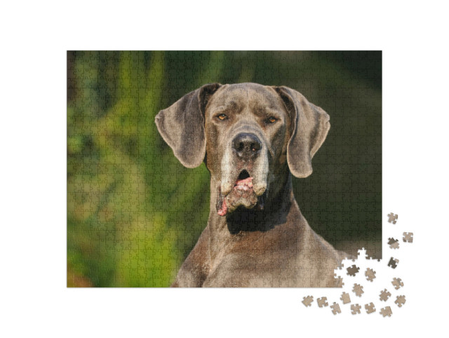 Puzzle de 1000 pièces « Dogue allemand »