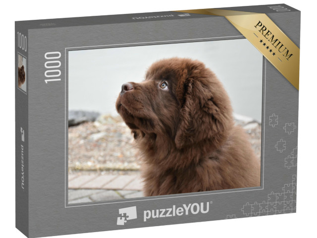 Puzzle de 1000 pièces « Chiot Terre-Neuve brun au regard perfide »