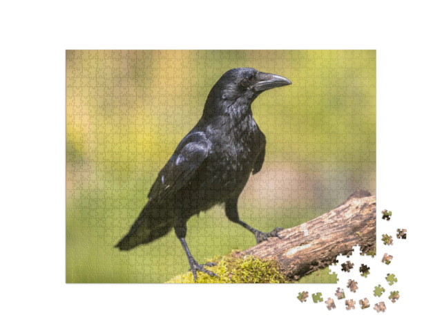 Puzzle de 1000 pièces « Corneille noire sur un tronc d'arbre couvert de mousse »