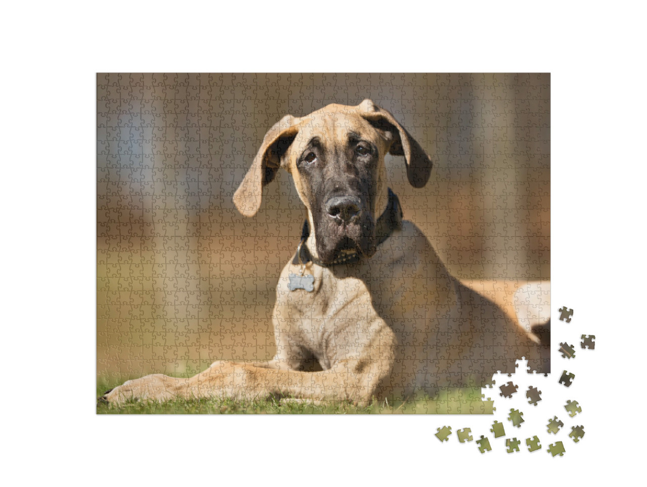 Puzzle de 1000 pièces « Un dogue allemand de pure race sans laisse à l'extérieur dans la nature »