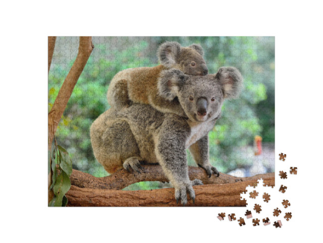 Puzzle de 1000 pièces « Mère koala avec bébé sur le dos sur un eucalyptus »