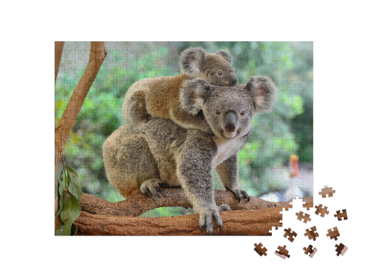 Puzzle de 500 pièces « Mère koala avec bébé sur le dos sur un eucalyptus »